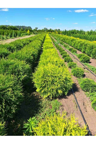 Туя західна Глобоза Ауреа - ком50кг/вис.60-80см/Ø60-80см